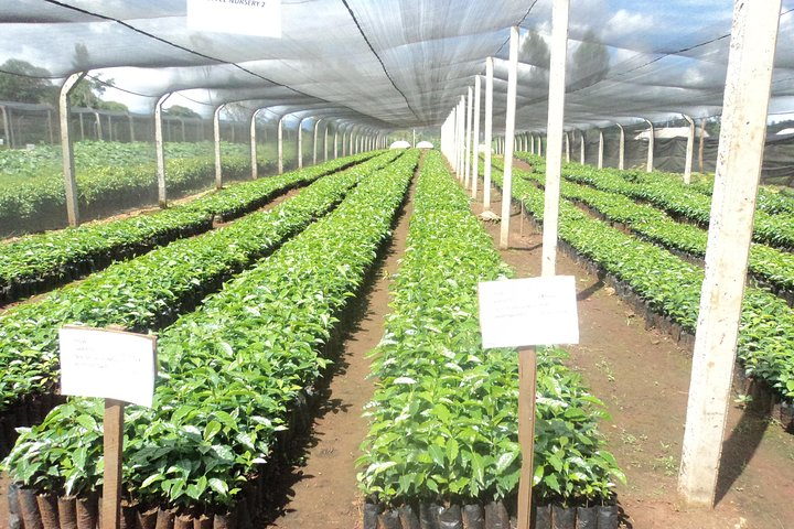 coffee seedlings awaiting planting season