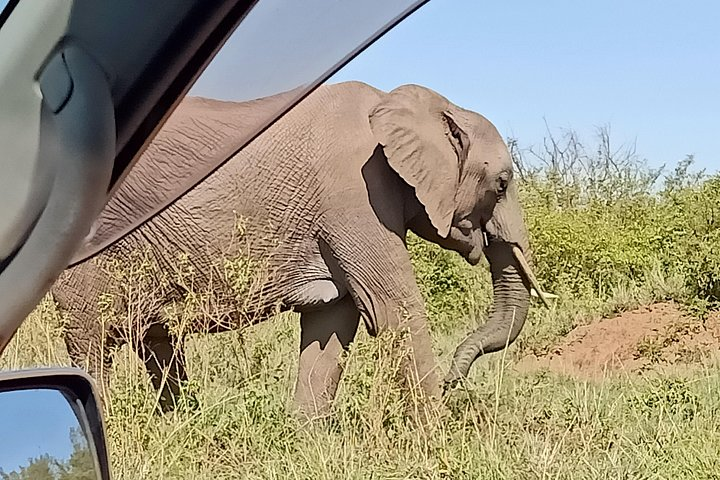 The Big Bull Elephant, what Amboseli has to offer