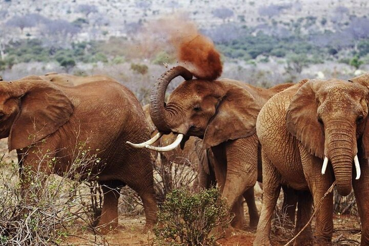 Capture the joyous spirit of elephants as they frolic and play with dust, their playful antics a heartwarming sight in the park