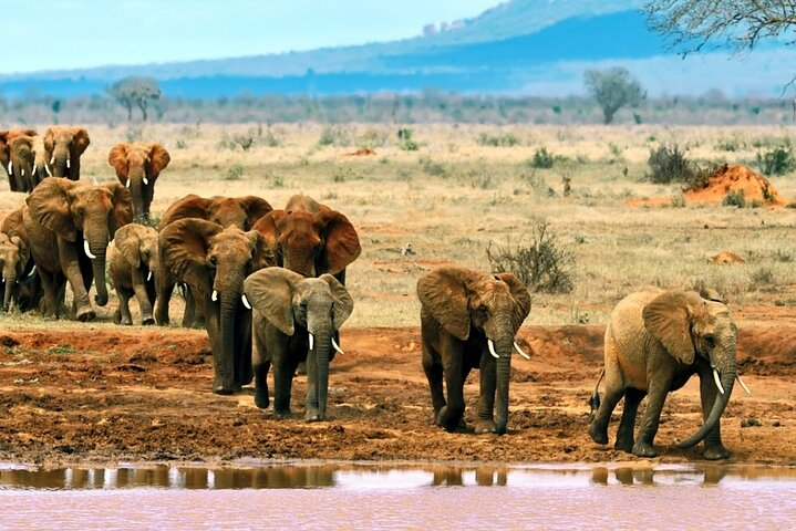 A gentle giant's journey to quench its thirst