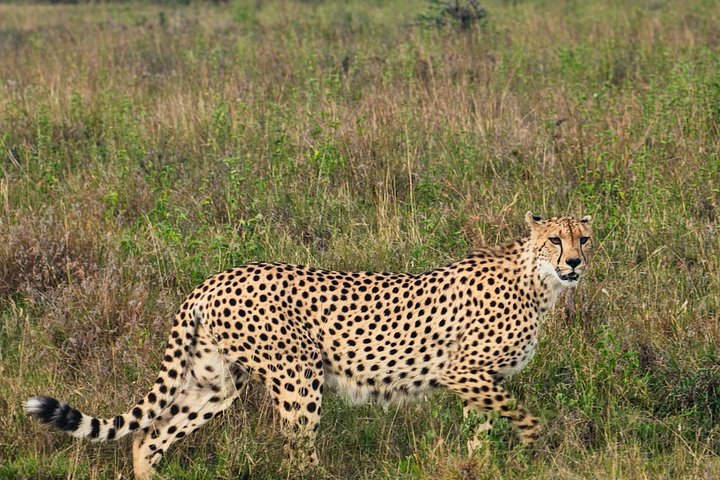 5 Hours Safari to Nairobi National Park. - Photo 1 of 21
