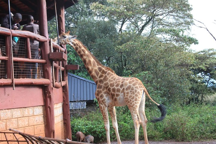Giraffe center 