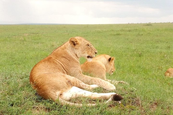 Giraffe center, stedmark animals haven & Nairobi Park Tour - Photo 1 of 11