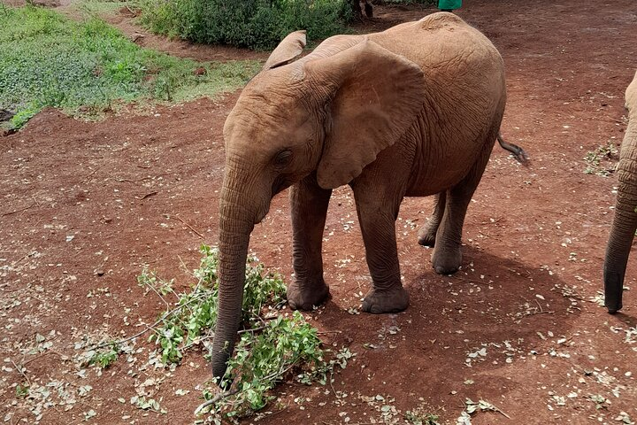 Giraffe Centre and Elephant Orphanage Guided Tour In Nairobi.  - Photo 1 of 12