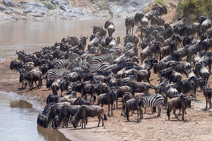 Great Migration safari - Photo 1 of 20