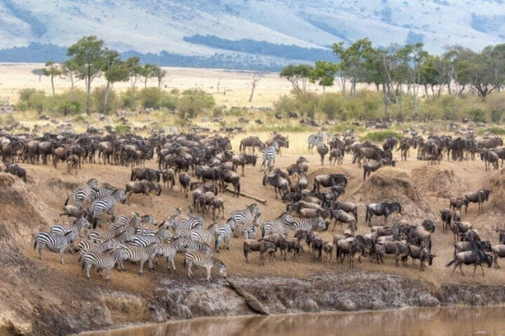 The wild life of maasai Mara