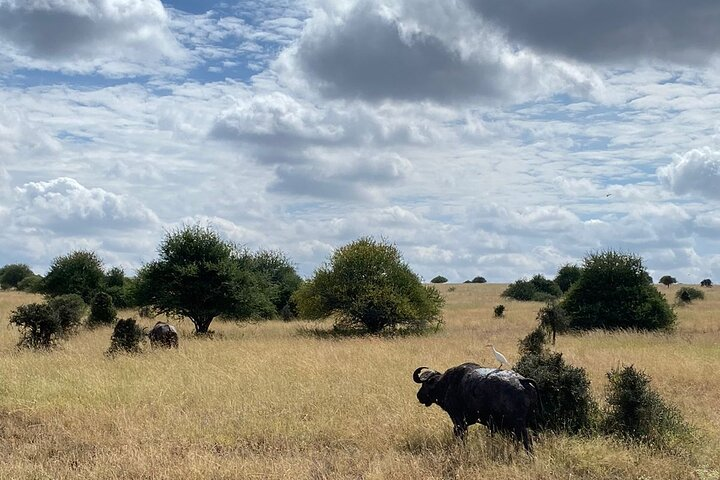 Half Day Tour in Kenya - Photo 1 of 8