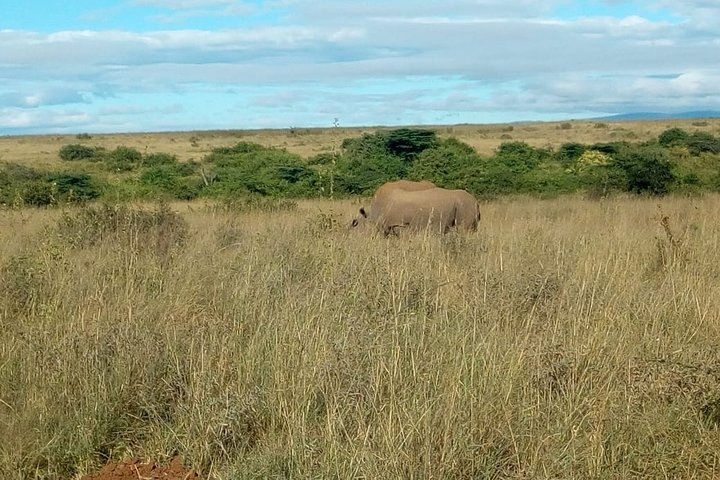 Black rhino