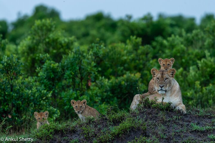 Kenya Wildlife Photo Safari by TWT - Photo 1 of 19