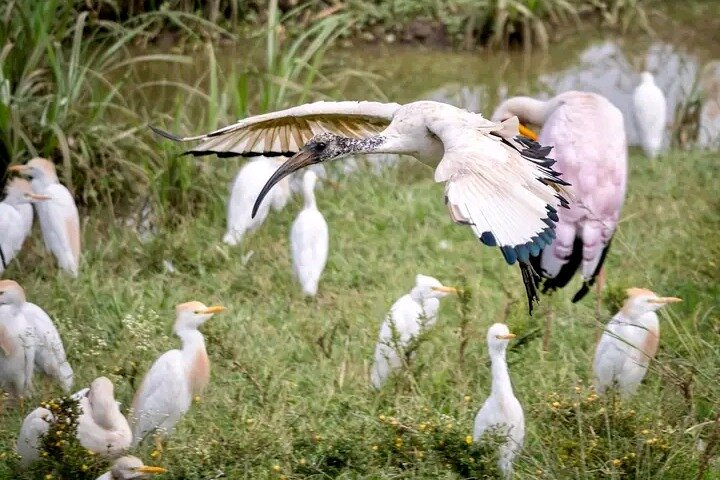 Kiambethu Tea Farm - Photo 1 of 2