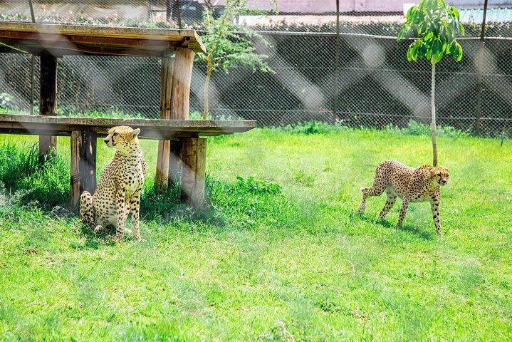 Kibera Slums and Stedmak Gardens Animal Park Guided Day Tour in Nairobi  - Photo 1 of 10