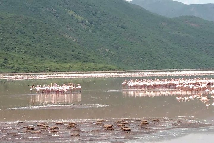 flamingos in the lake