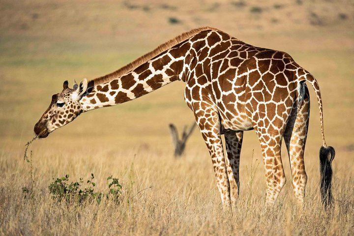 Lake Naivasha and Crescent Island National Park - Photo 1 of 3