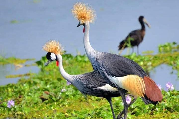 A pair of Crested cranes 