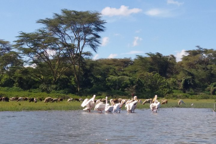 Lake Naivasha, Nakuru Day Excursion  - Photo 1 of 4