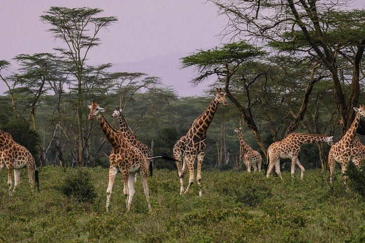 Lake Nakuru national park drive & Lake Naivasha Boat Day Tour  - Photo 1 of 18