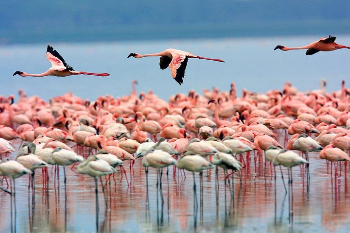 Lake Nakuru National park 