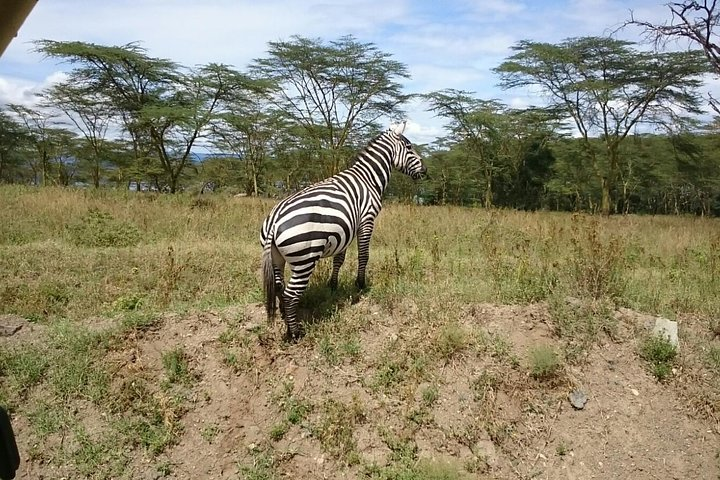 Lake Nakuru Park & Lake Naivasha Boat Ride - Photo 1 of 21