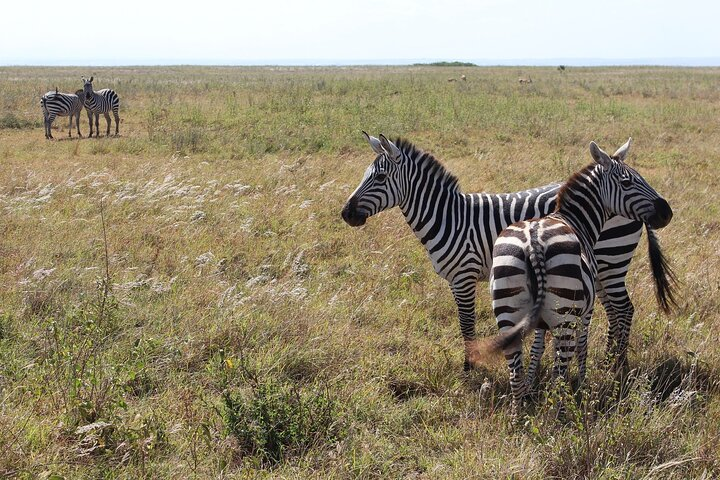 Lay Over Passenger Half Day Nairobi National Park Safari - Photo 1 of 4