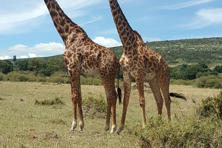 3 Days, 2 Nights Jeep Safari/Tour to Maasai Mara Game Reserve - Photo 1 of 12