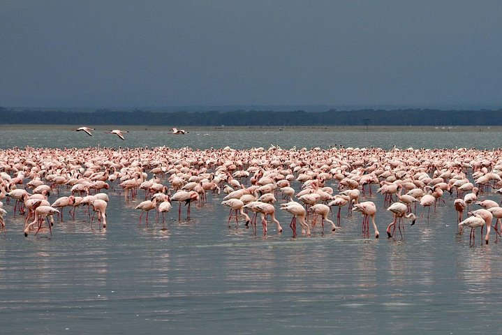 Flamingos of Lake Nakuru National Park 