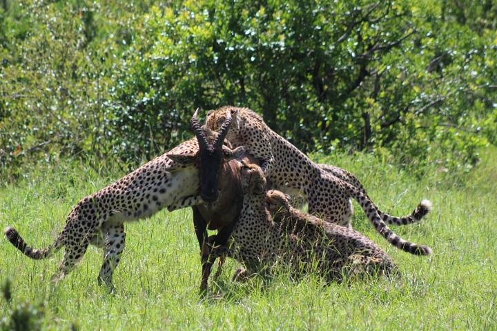 Coalition of the Masai mara cheetah's taking down a Topi antelope.