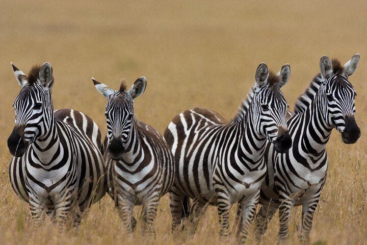 Masai Mara Game Drive  - Photo 1 of 7