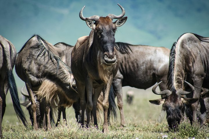 Wildebeests