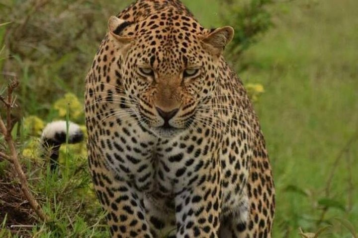 the rare leopard found in aberdares