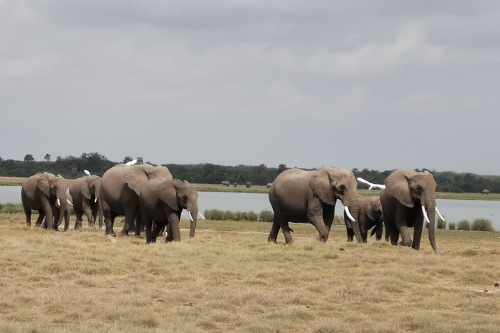 Amboseli National Park Day Trip With Masai Village Visit Tour - Photo 1 of 14