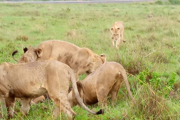 Nairobi Tour: Giraffe Center, Kobe Beads & Karen Blixen Museum - Photo 1 of 12