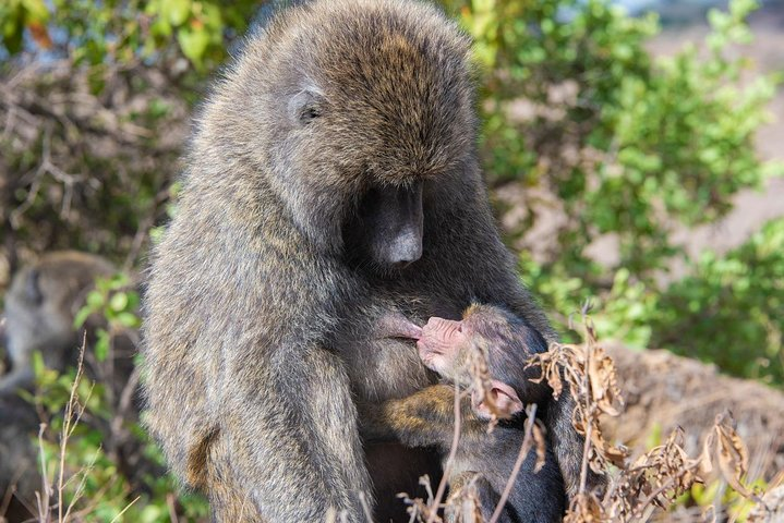 Nairobi Half day top tour attractions for travellers - Photo 1 of 24