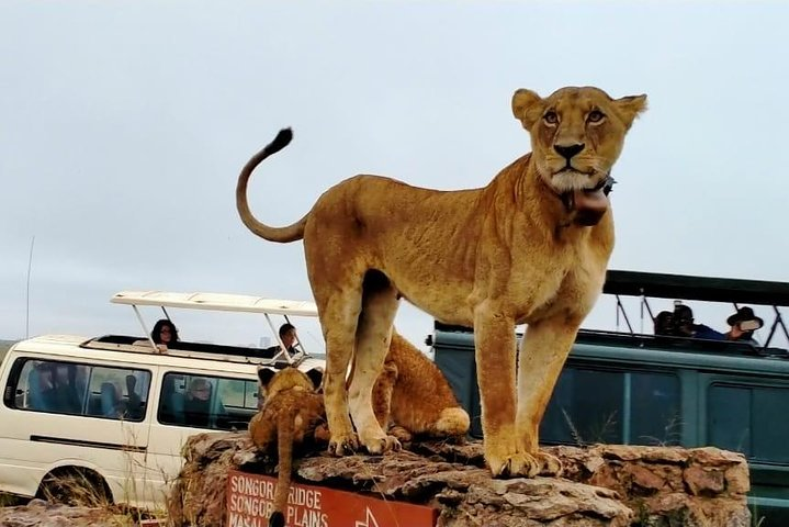 Nairobi National Park,Baby Elephant Orphanage&Giraffe Center Tour - Photo 1 of 15