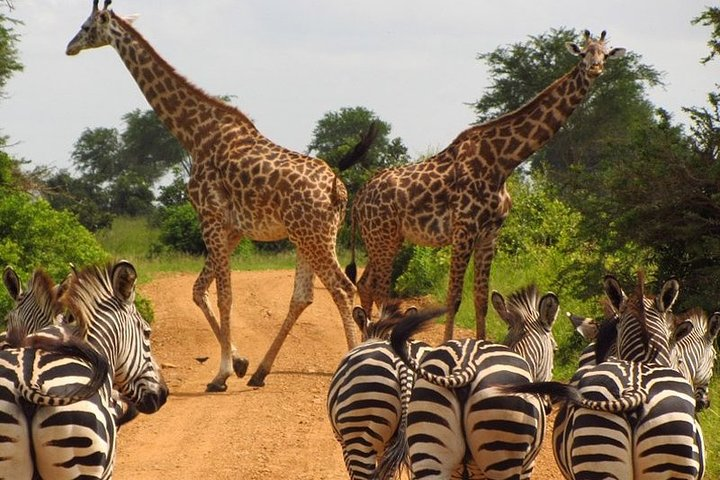 Nairobi National Park & Carnivore Restaurant Lunch or Dinner Guided Day Tour - Photo 1 of 14