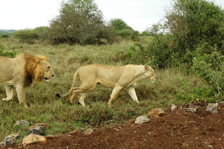 Safari Nairobi National Park  - Photo 1 of 14