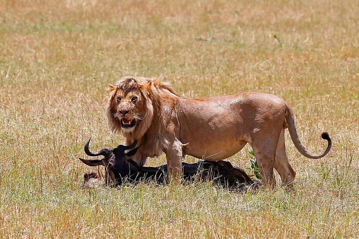 Nairobi National Park, Baby Elephant Orphanage and Giraffe Center - Photo 1 of 15