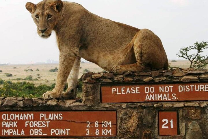  Nairobi National Park Group Joining Daily Tour - Photo 1 of 9