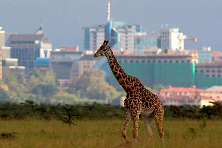 Nairobi National Park Group Shared Tour - Photo 1 of 15