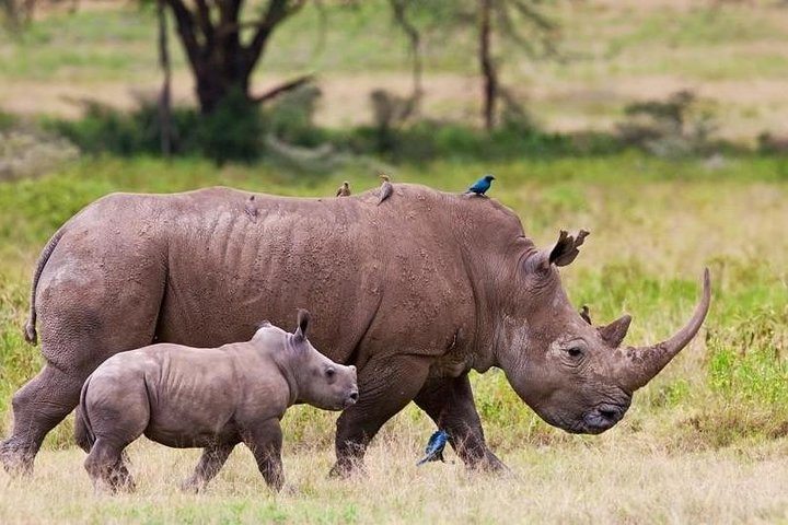 Rhino at Nairobi Park