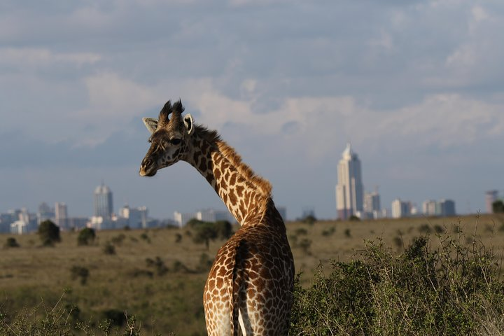 Nairobi National Park guided tour - Photo 1 of 8