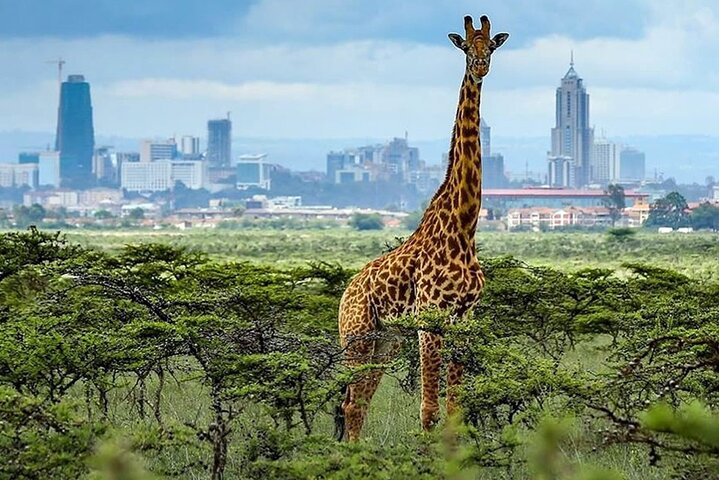 Nairobi National Park day tour - Photo 1 of 6