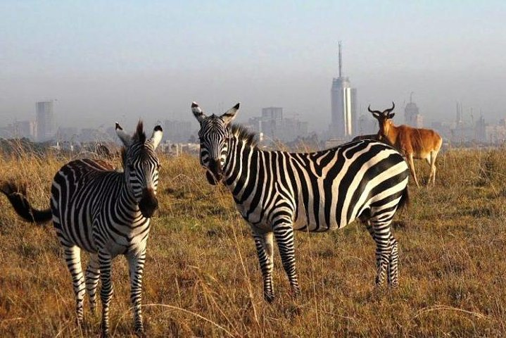 Zebras at Nairobi National park with a background view of the city.