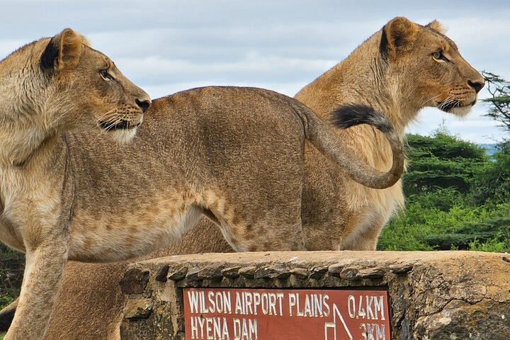 Nairobi National Park Safari Tour World's Wildlife Capital  - Photo 1 of 22