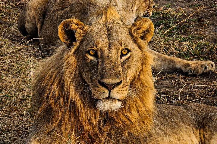Nairobi National Park Safari Tour World's Wildlife Capital - Photo 1 of 14