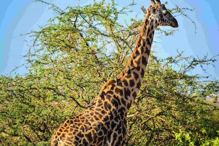 Nairobi National Park Safari - Photo 1 of 4