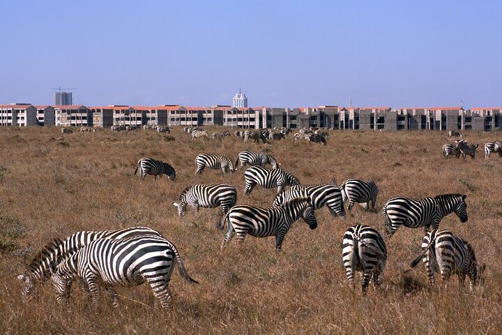 Nairobi National park sun rise game drive with pickup & drop-off - Photo 1 of 13