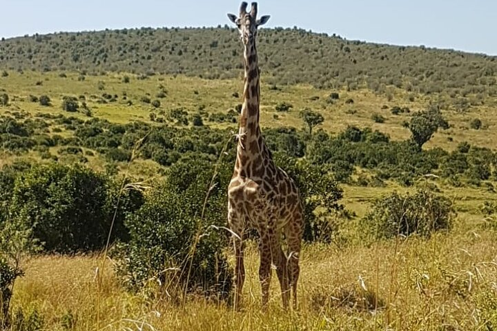 Nairobi National Park Tour From 0600hrs - 1130hrs or From 1300hrs - 1800hrs - Photo 1 of 7