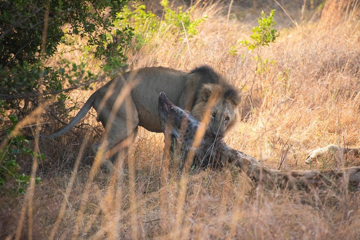 Nairobi Park/elephant Orphanage/giraffe Centre/lunch/karen Blixen/bomas Of Kenya - Photo 1 of 25