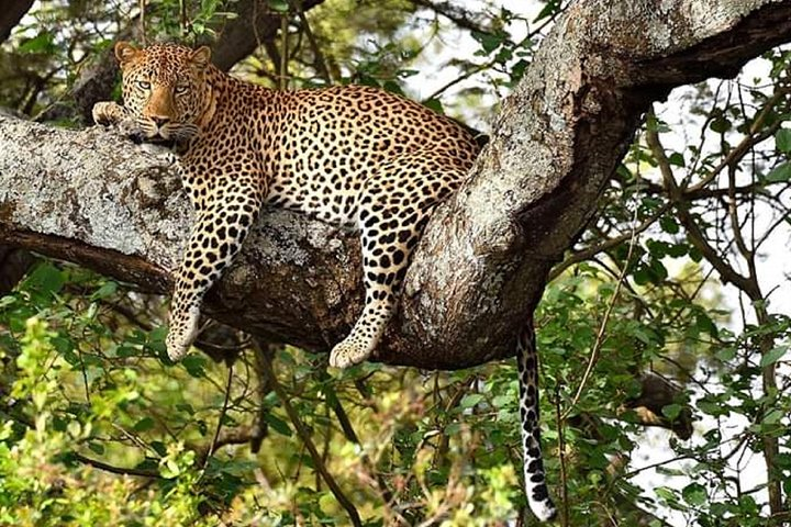 Nairobi park, steamark birds, Girraffe center & bomas - Photo 1 of 12