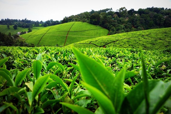 Nairobi to Kiambethu Tea Farm Tour - Photo 1 of 12